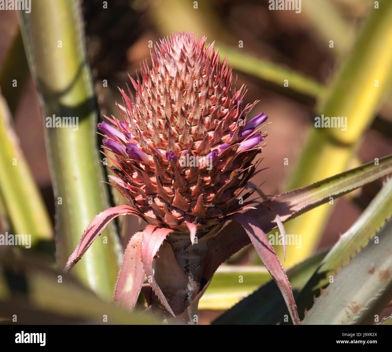 Ananas-Nahaufnahme Stockfoto