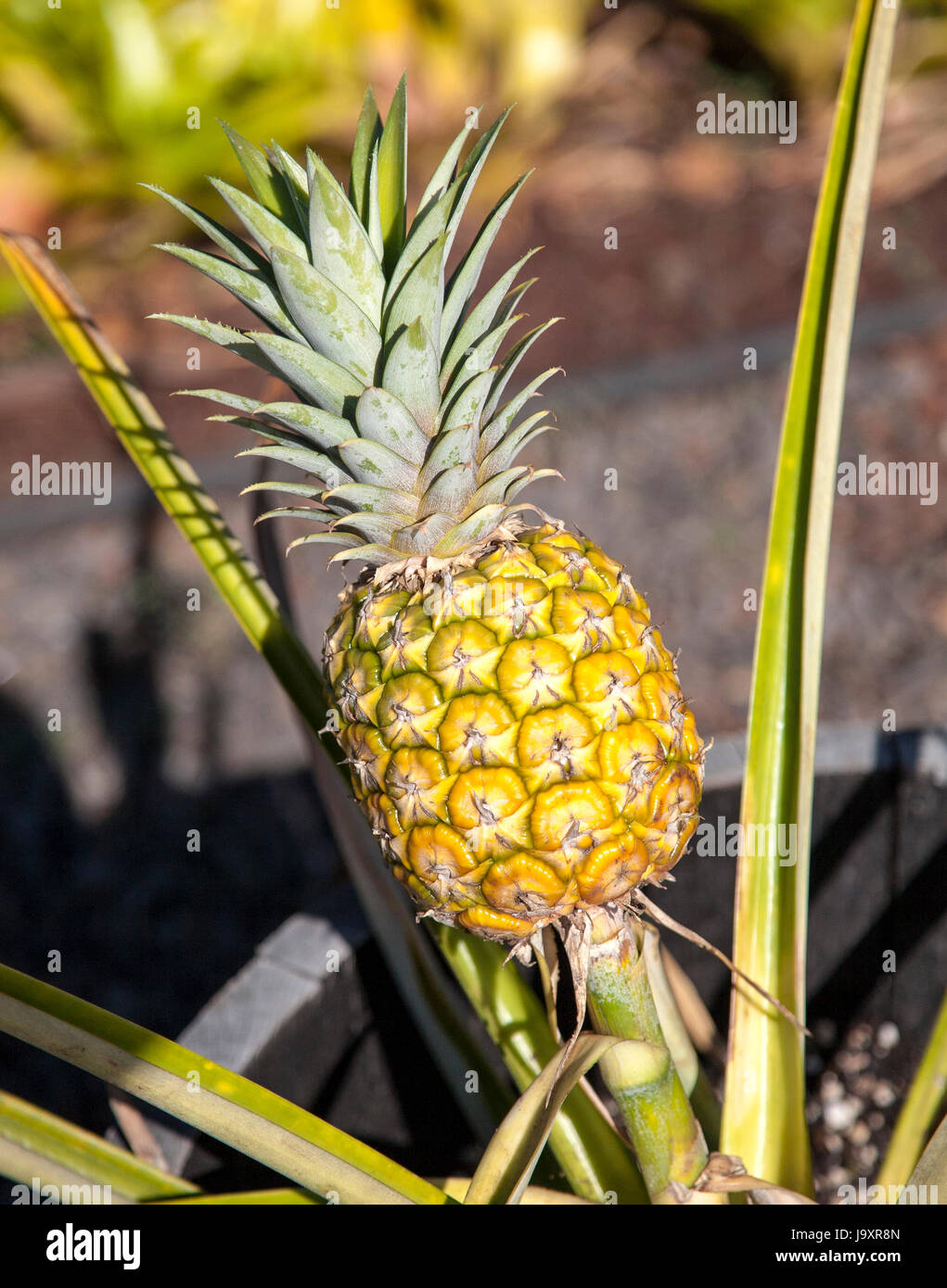 Ananas-Nahaufnahme Stockfoto