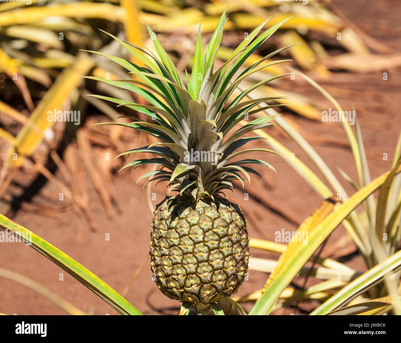 Ananas-Nahaufnahme Stockfoto