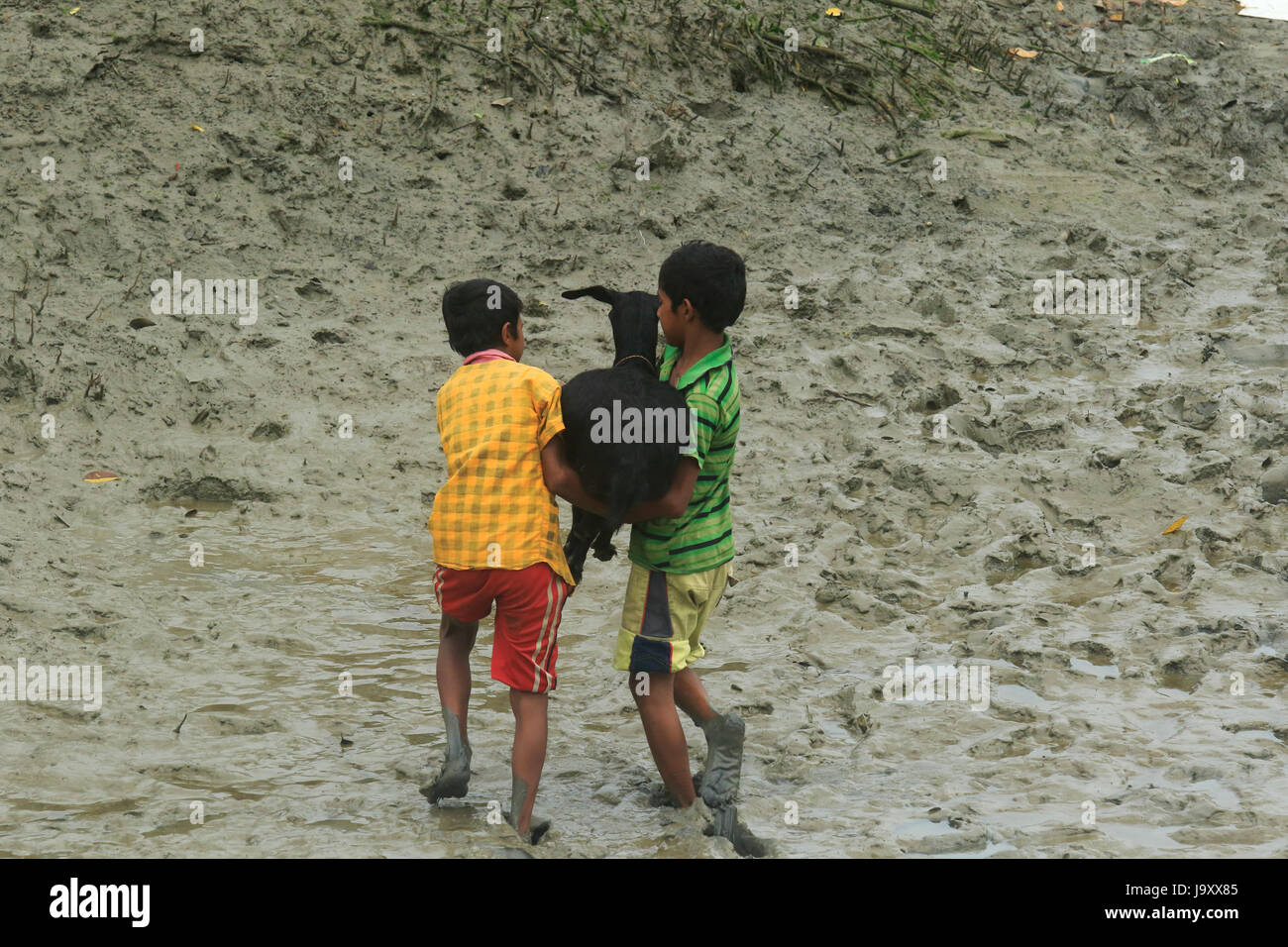 Jungs halten eine Ziege, einen getrockneten Kanal an Burigoalini in der Nähe von Sundarbans zu überqueren. Satkhira, Bangladesch Stockfoto