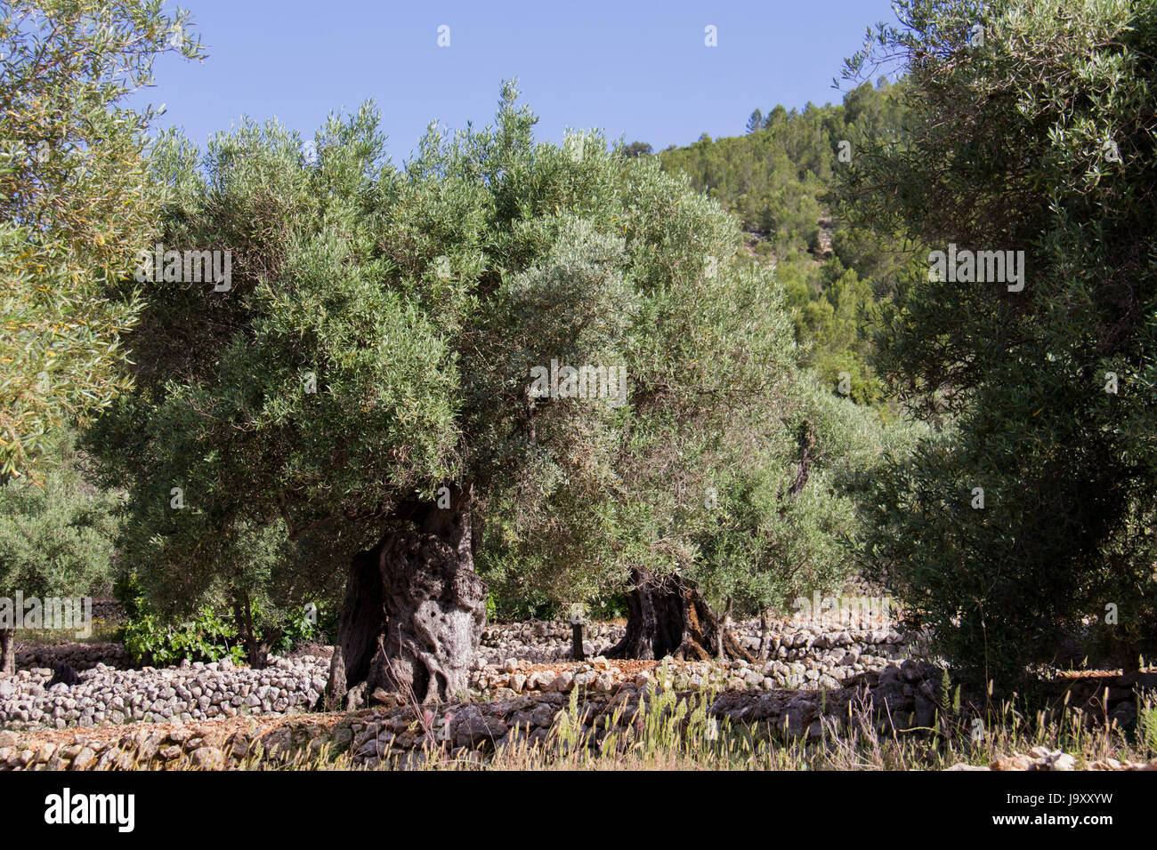 Olivenbaum (Olea Europaea Stockfotografie - Alamy