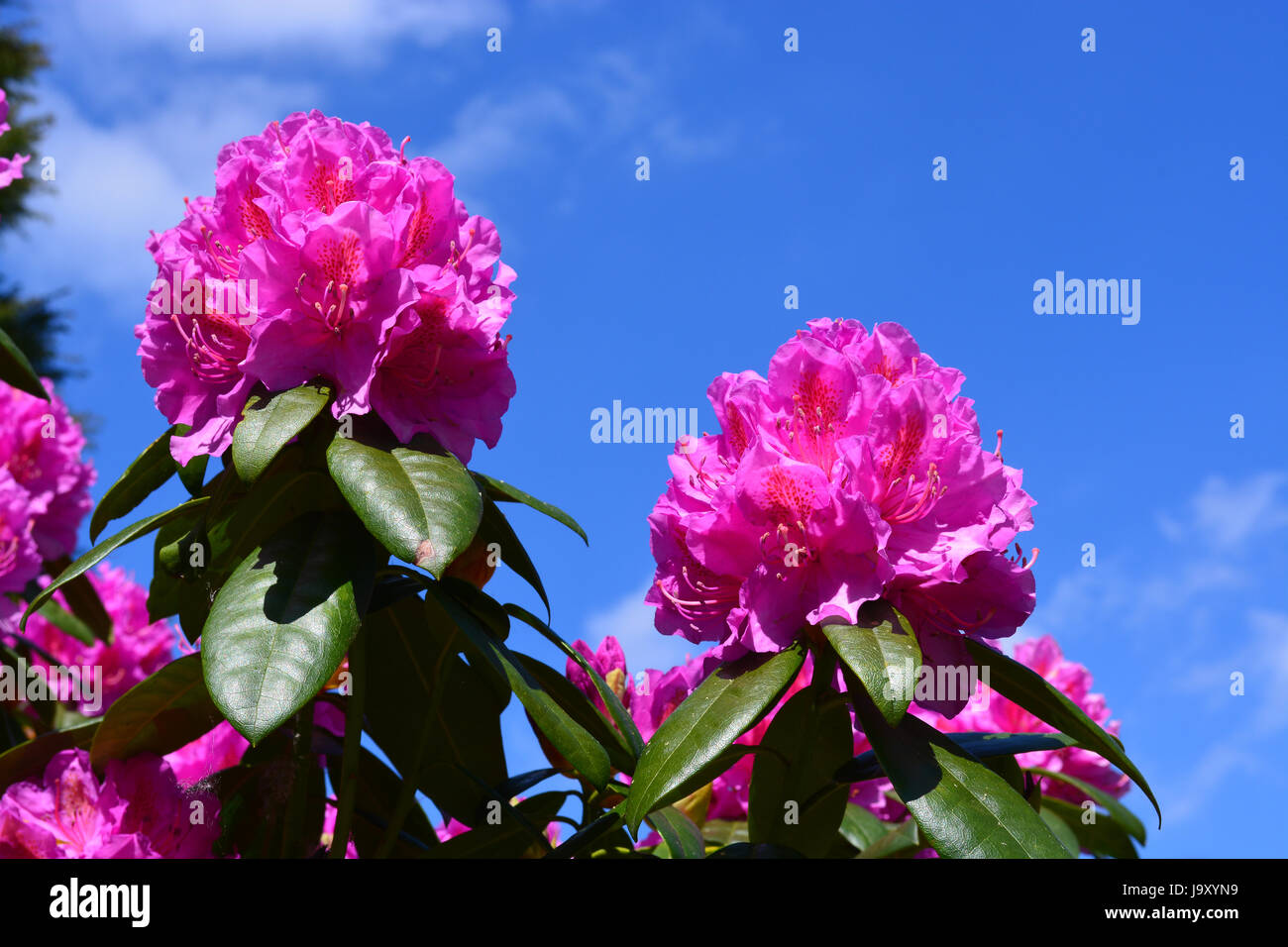 Rhododendron Stockfoto