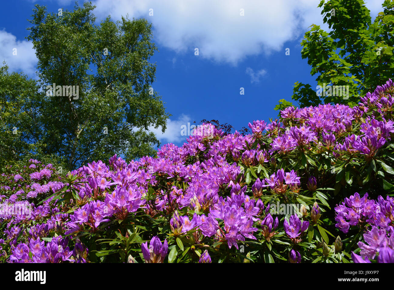 Rhododendron Stockfoto