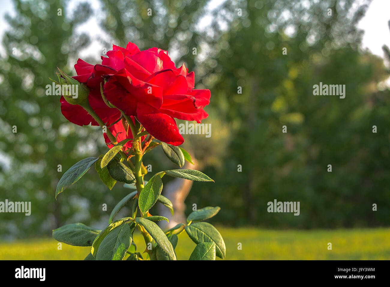 Get Rose mit dornen Free HD Rose Mit Dornen