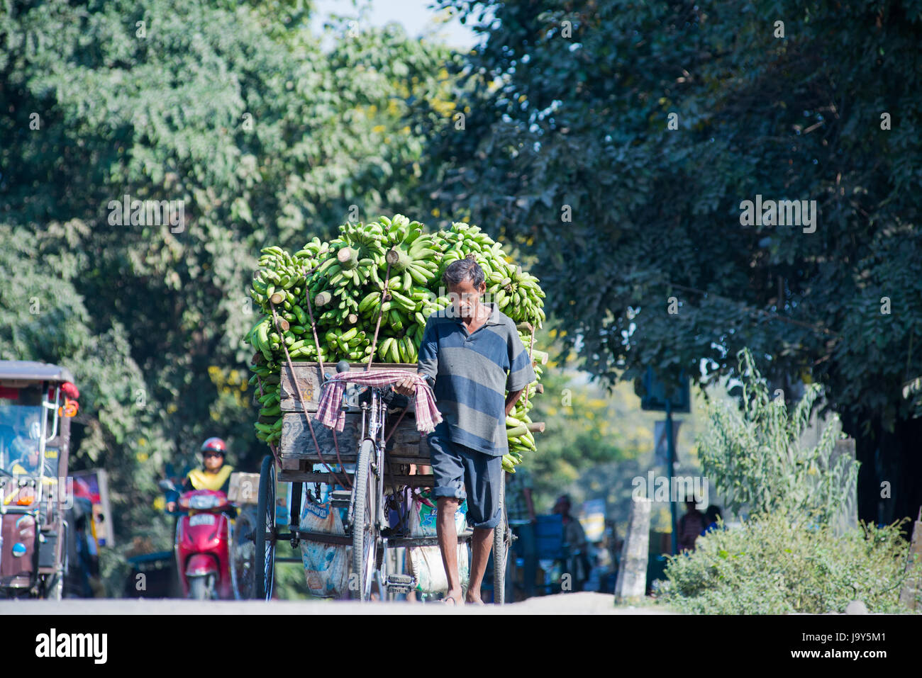 SILIGURI, Indien – 5. Dezember 2016: lokale ziehen eine Dreirad-Karte beladen mit Banane vom Großhandelsmarkt Stockfoto