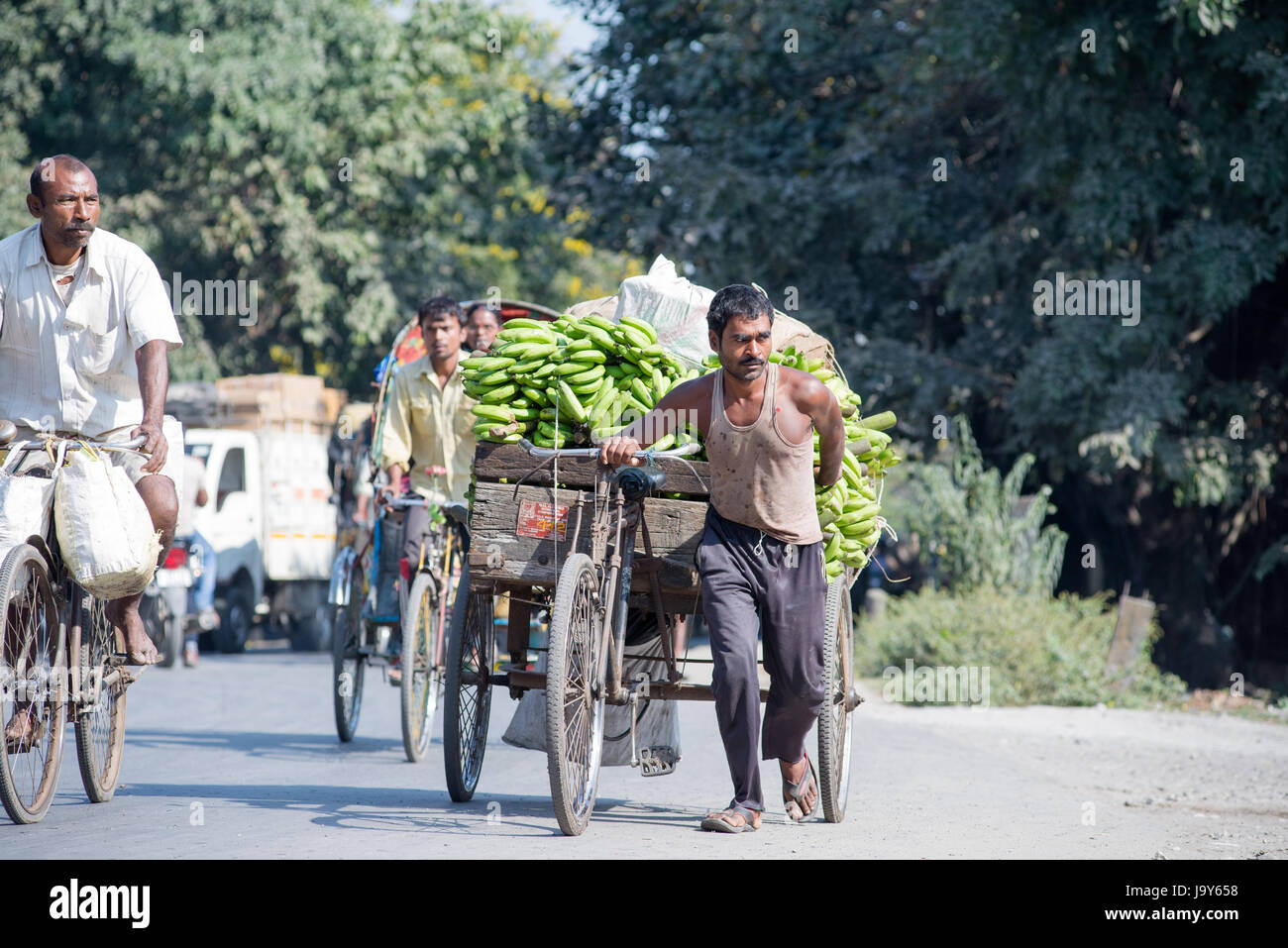 SILIGURI, Indien – 5. Dezember 2016: lokale ziehen eine Dreirad-Karte beladen mit Banane vom Großhandelsmarkt Stockfoto