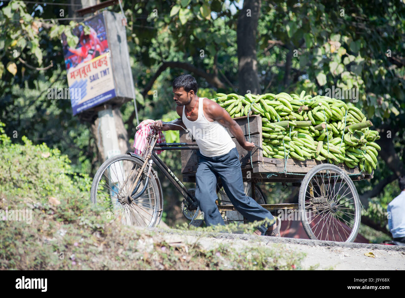 SILIGURI, Indien – 5. Dezember 2016: lokale ziehen eine Dreirad-Karte beladen mit Banane vom Großhandelsmarkt Stockfoto