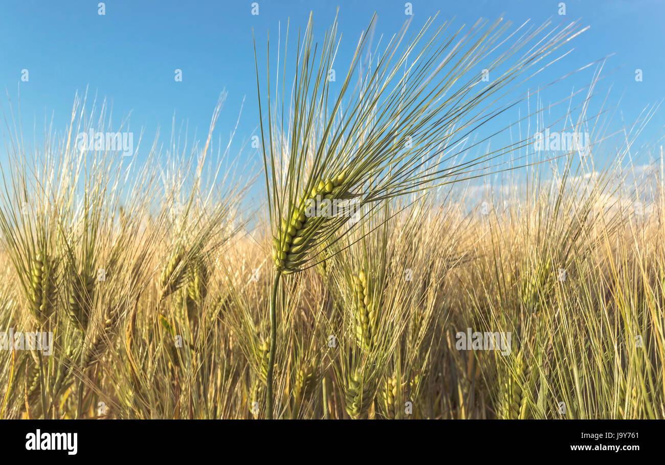 Bereich der Roggen, landwirtschaftliche Konzept. Selektiven Fokus. Stockfoto