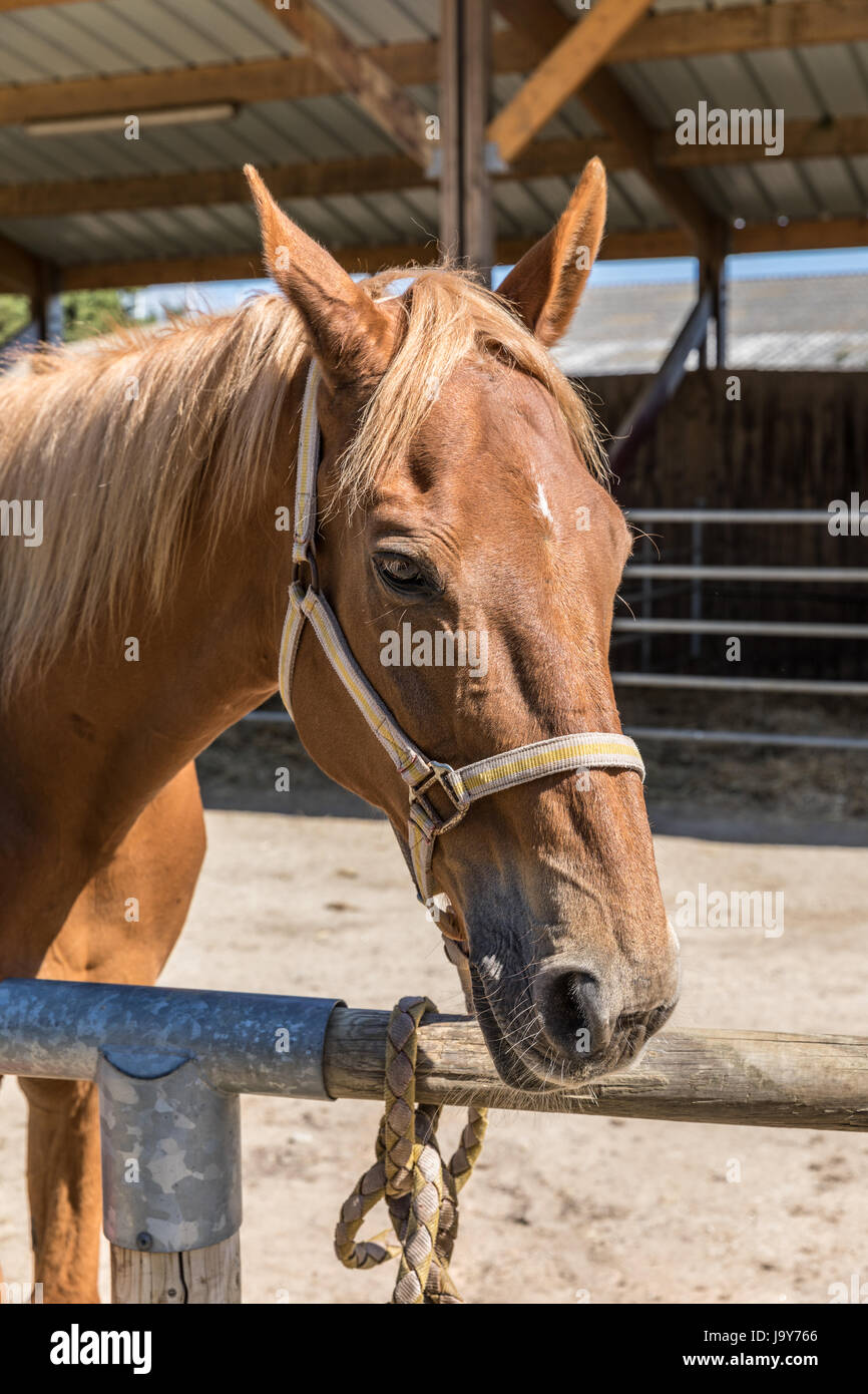Schöne Karamell Pferd in einem Reitstall Stockfoto