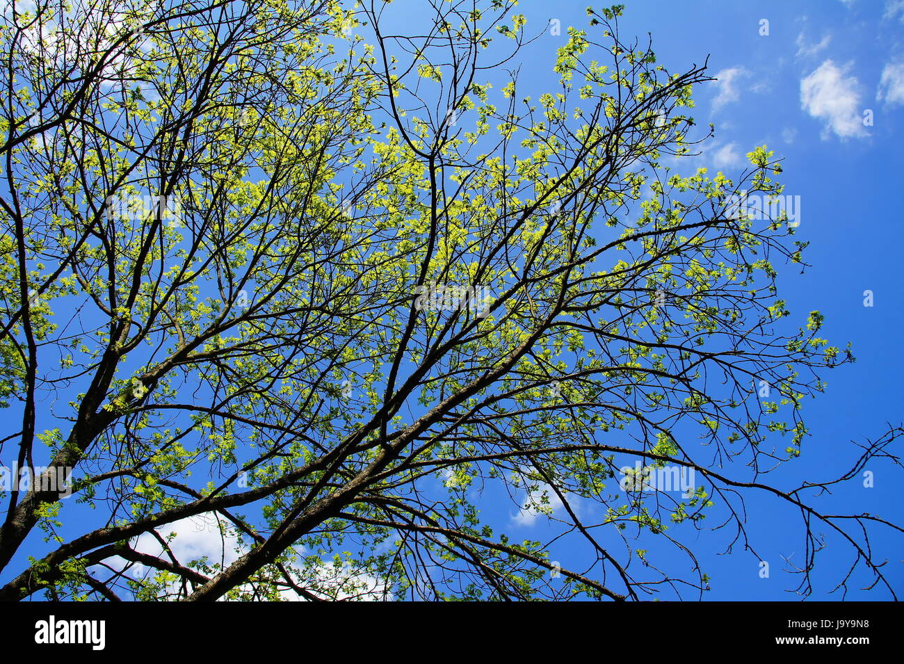 Baum, Laubbaum, Asche, Baum, grün, sommergrüne Baum, Laubbäume, Stockfoto