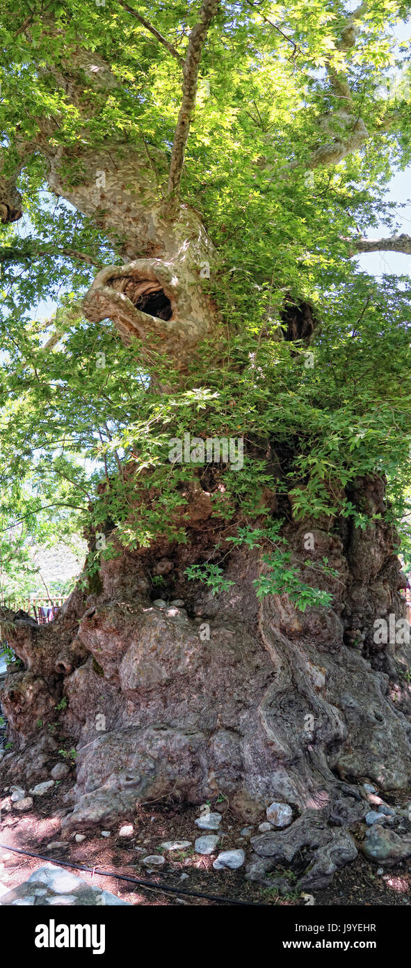 einer der größten antiken Platanus Bäume in Europa befindet sich im