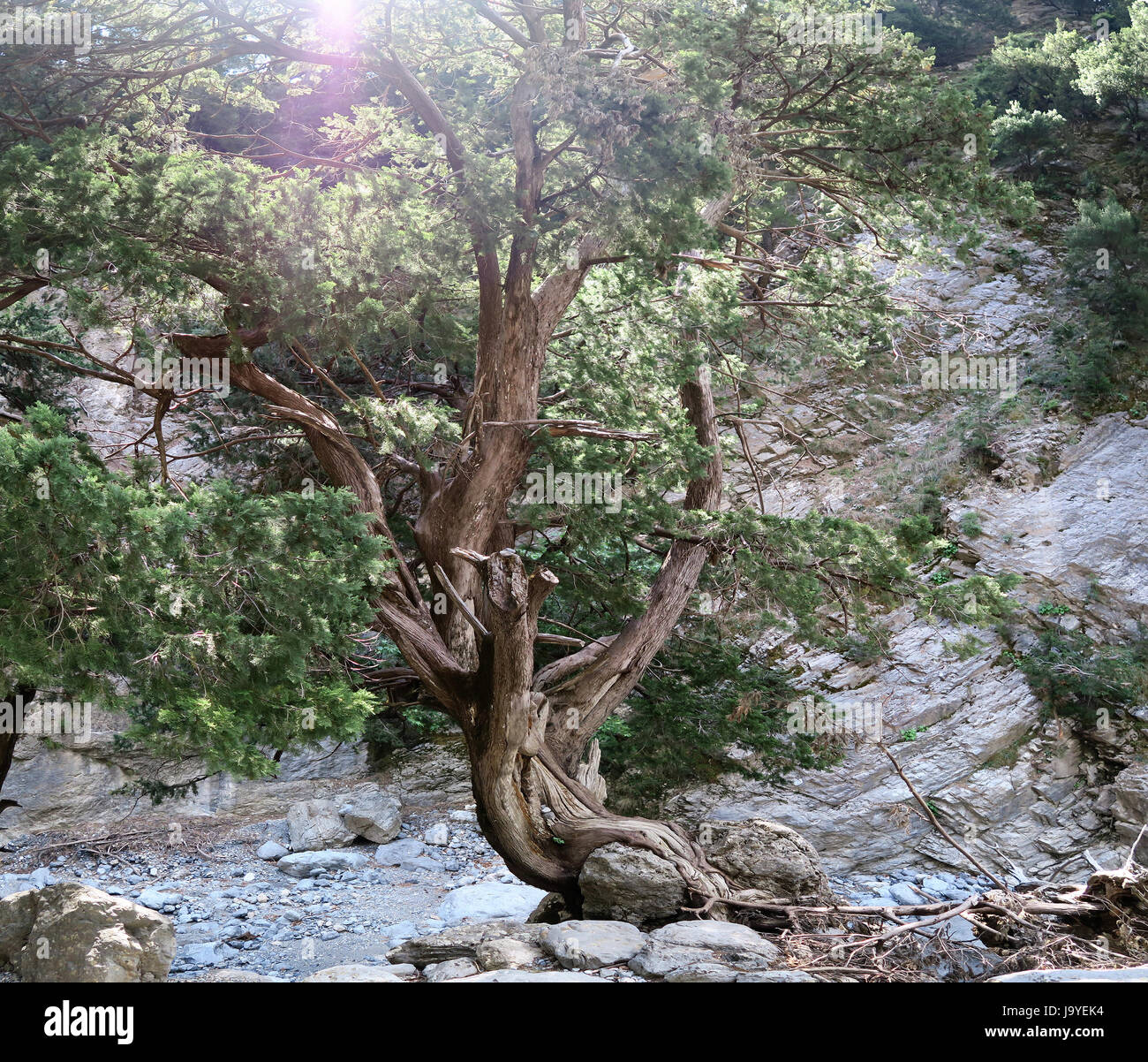 Phoenicean Wacholder (Juniperus Phoenicea) Baum auf Kreta Samaria-Schlucht (Kreta) Stockfoto