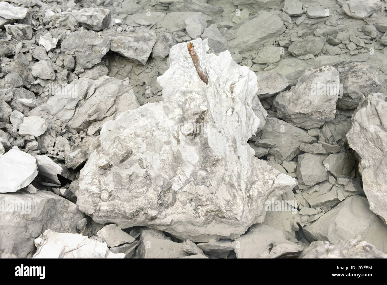 Belemnit Fossilien in Kreide-Felsen. Steinbruch. Stockfoto