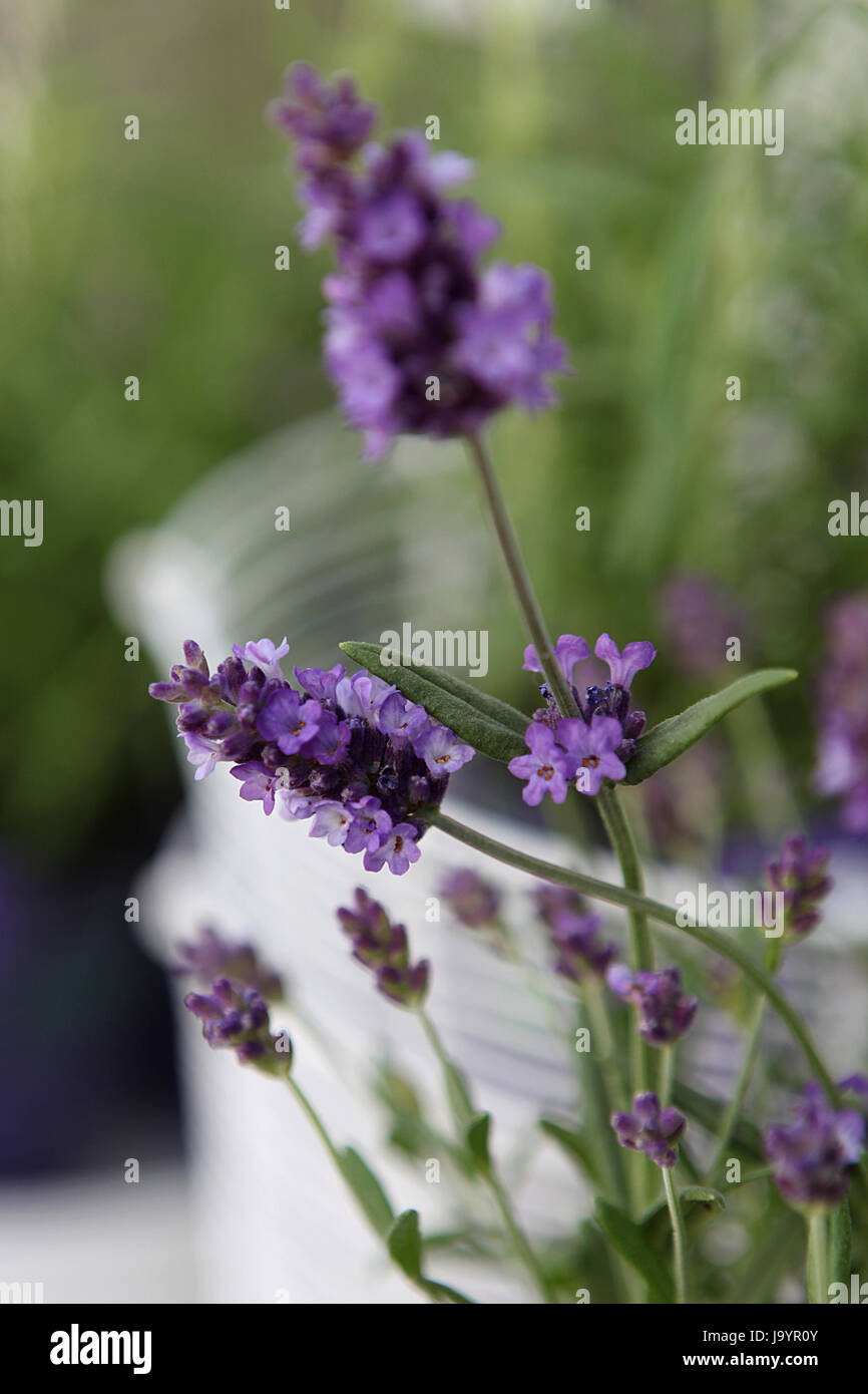 Lavendel Stockfoto