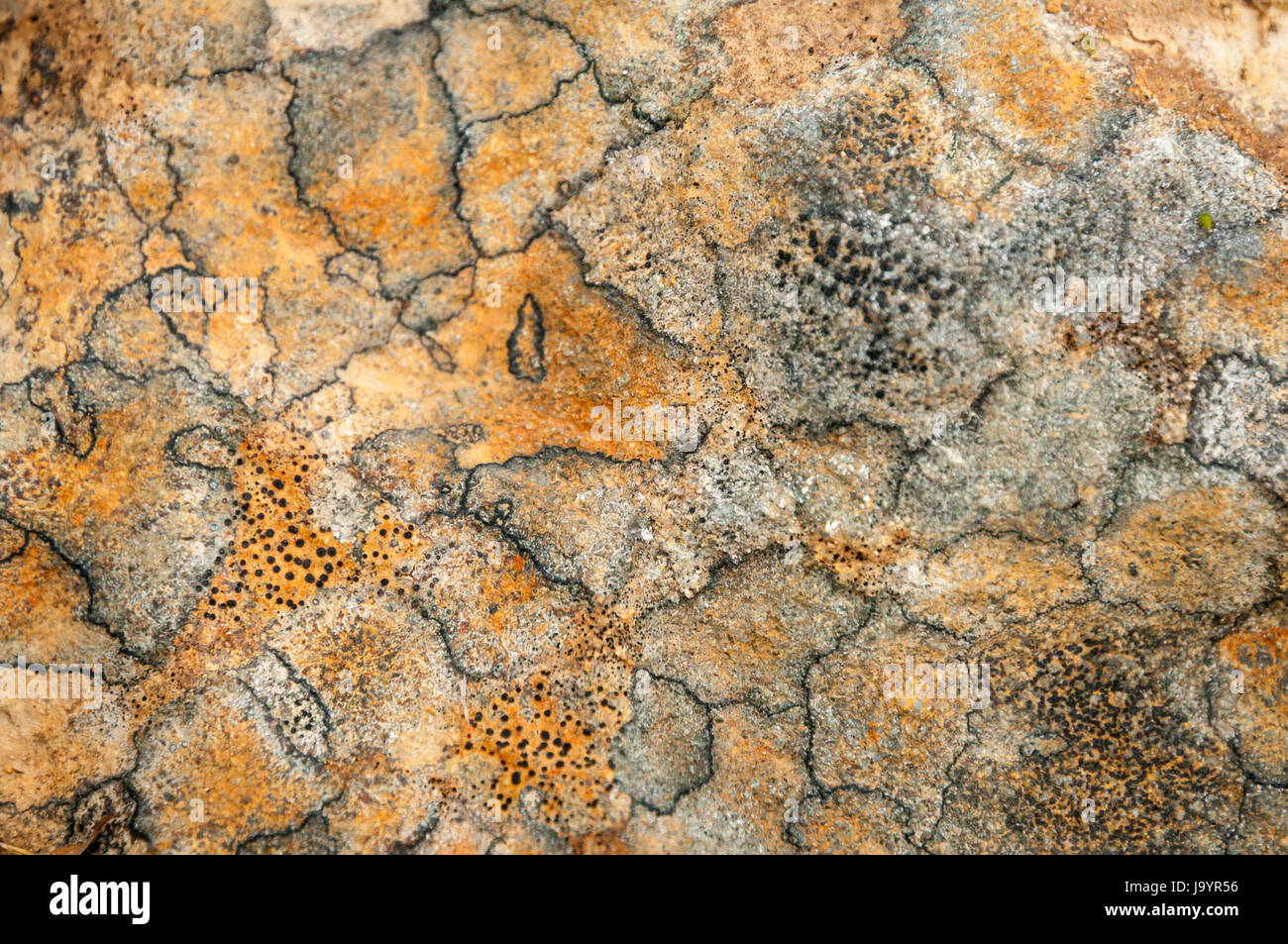 Flechten und Algen Muster auf einem Felsen in den Highlands von Schottland Stockfoto