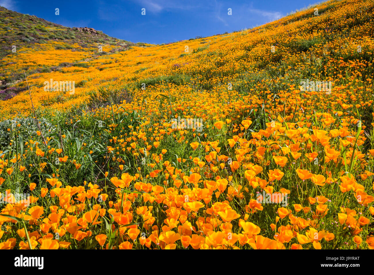 Der Frühling Mohn-Felder in Walker Canyon in der Nähe von Lake Elsinore, Kalifornien, USA. Stockfoto