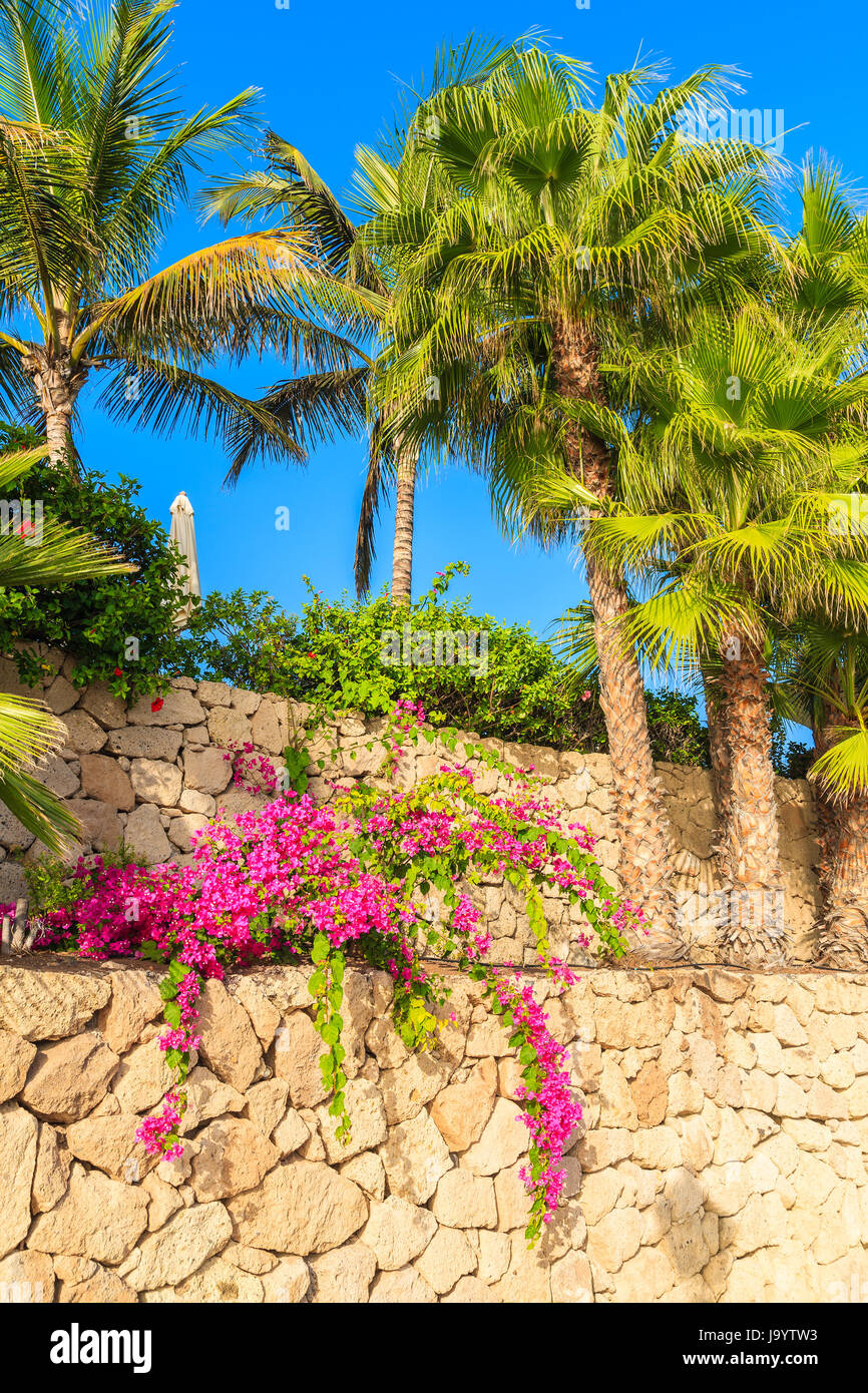 Palmen und bunten Blumen auf Promenade in der Stadt Costa Adeje, Teneriffa, Kanarische Inseln, Spanien Stockfoto