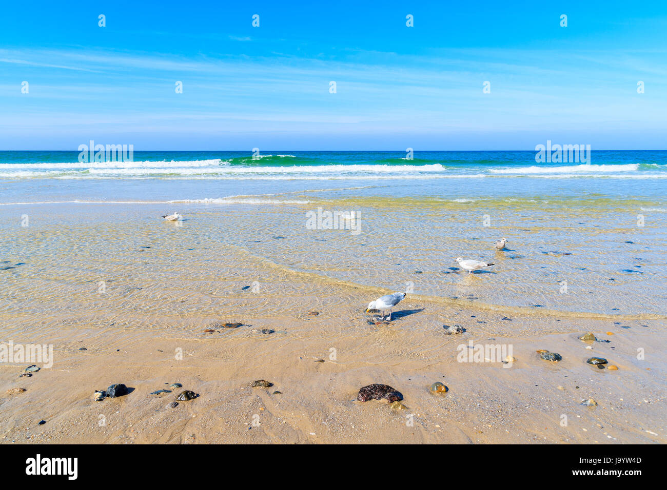 Möwen im Wasser am Strand von Kampen, Insel Sylt, Nordsee, Deutschland Stockfoto