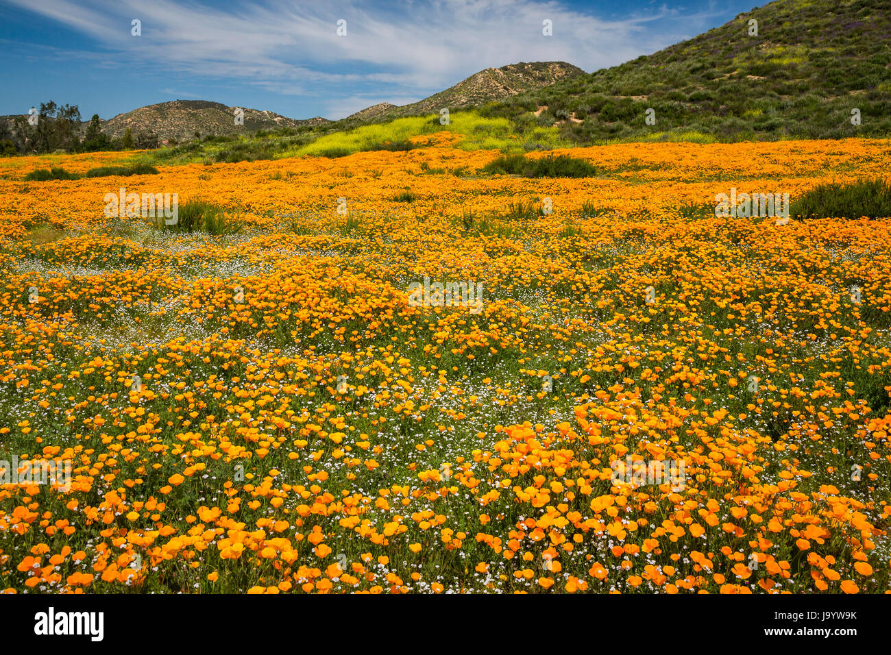 Der Frühling kalifornische Mohn blüht auf einem Hügel in der Nähe von Murrieta, Kalifornien, USA. Stockfoto