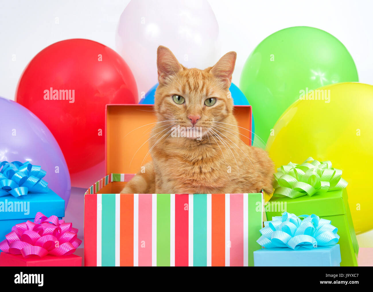 Orange Tabby Katze Auspacken ein Geburtstag, umgeben von bunten Geschenke und hellen Ballons Höchststand. Überraschungs-Party. Stockfoto
