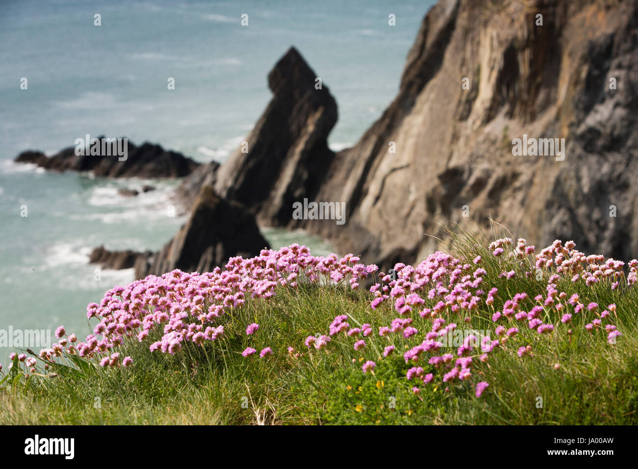 Großbritannien, Wales, Pembrokeshire, St Davids, rosa Sparsamkeit, Armeria Maritima wachsen auf Klippe Stockfoto