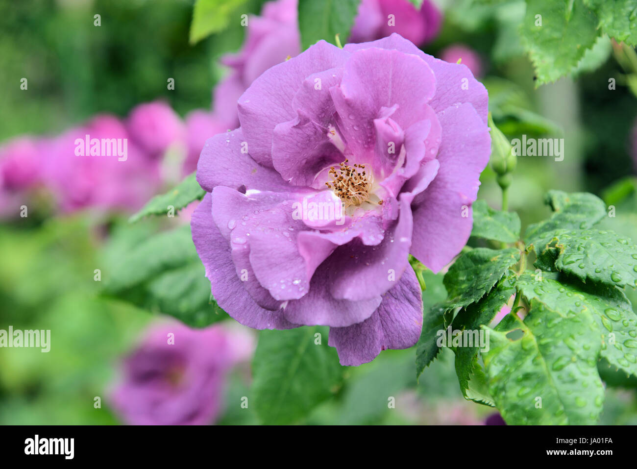 Rose in der Farbe lila Stockfoto