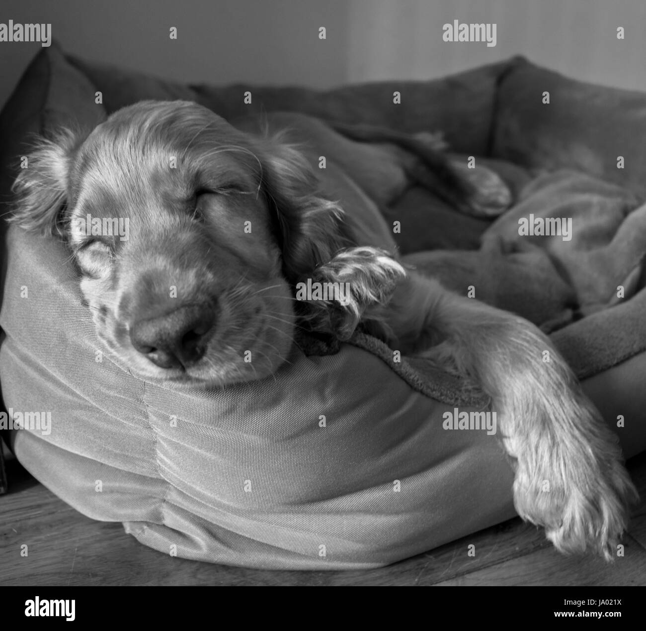 Cocker Spaniel Welpe schläft im Hundebett nach einem anstrengenden Tag Spielzeit und Entdeckungen rund um sein neues Zuhause. Stockfoto