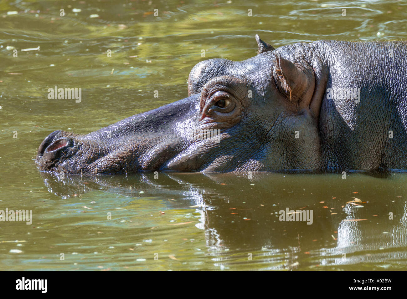 Bild von einem großen Säugetiere eines wilden Tieres, Nilpferd im Wasser Stockfoto