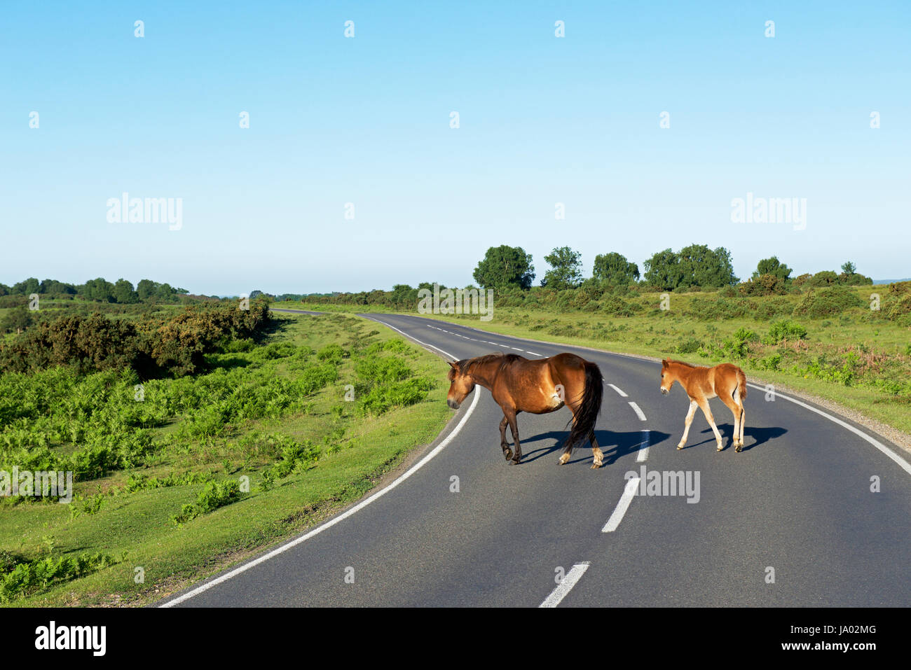Pferd und Fohlen überfahrt-Straße im New Forest, Hampshire, England Großbritannien Stockfoto