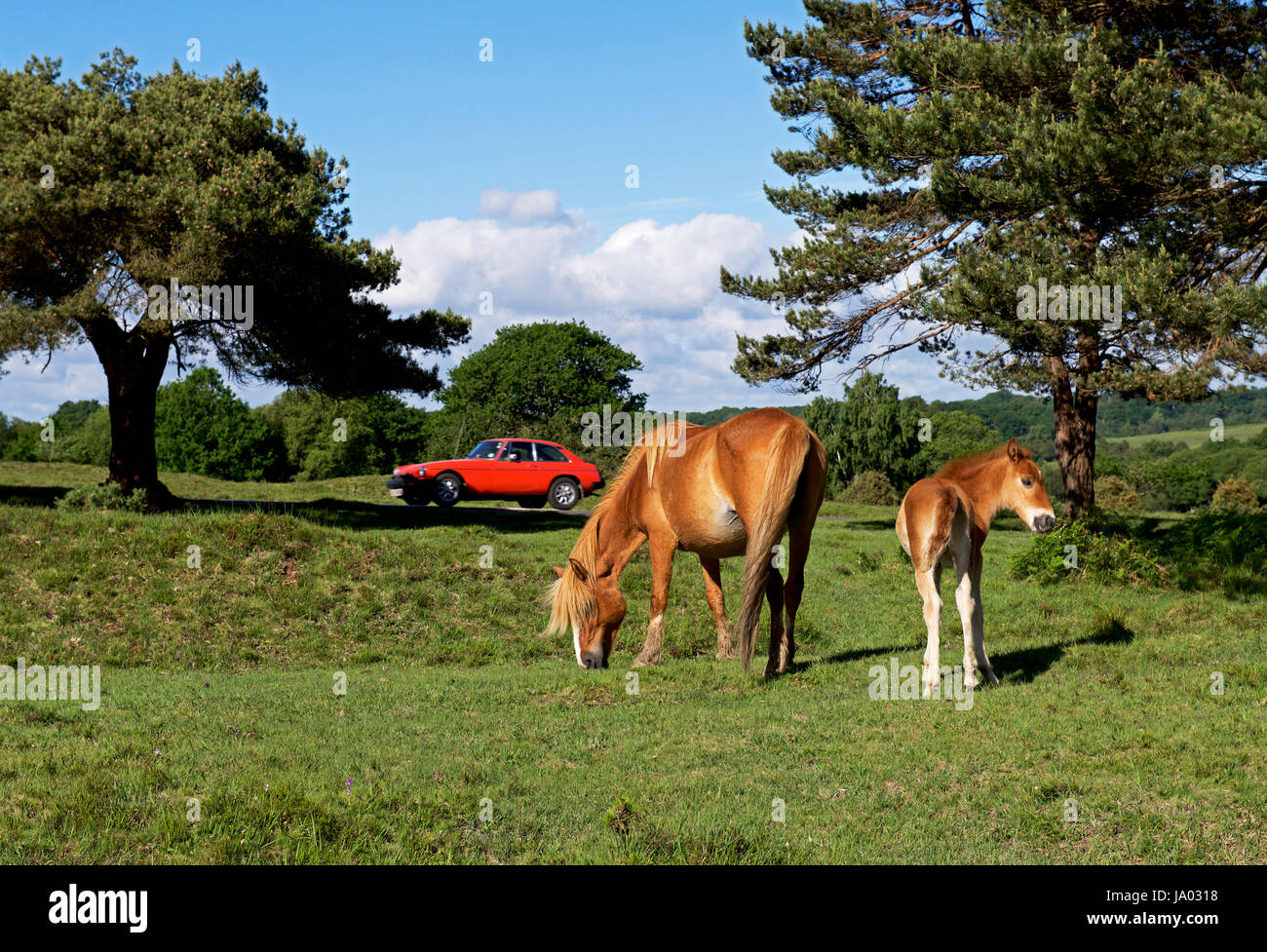 Pferd und Fohlen im New Forest, Hampshire, England Großbritannien Stockfoto