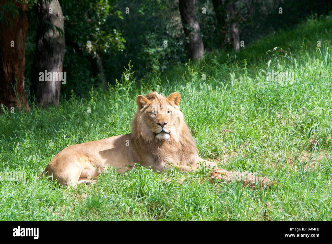 Ein junger männlicher Löwe Verlegung im grünen Gras, die Zuschauer zu. Stockfoto