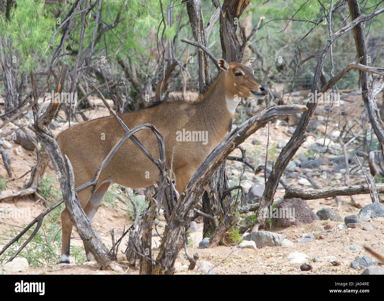 Jackale oder blaue Bull (Boselaphus Tragocamelus) ist die größte asiatische Antilope und ist endemisch auf dem indischen Subkontinent. Nur Männchen besitzen Hörner. Stockfoto