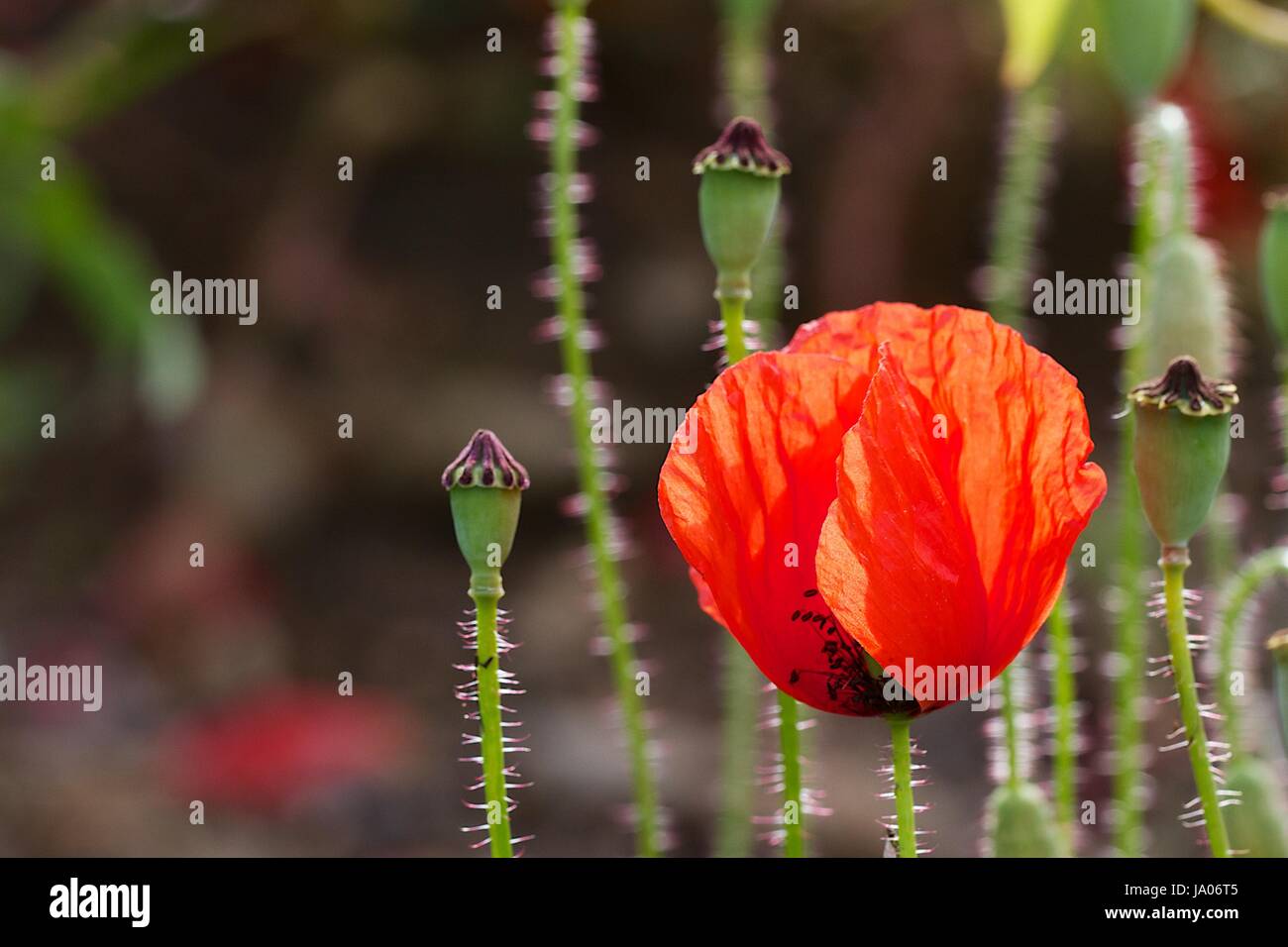 Mohn, Blume, Pflanze, Mohn, Mohn, Fäulnis, Palaver, rot, Butterblume, Stockfoto