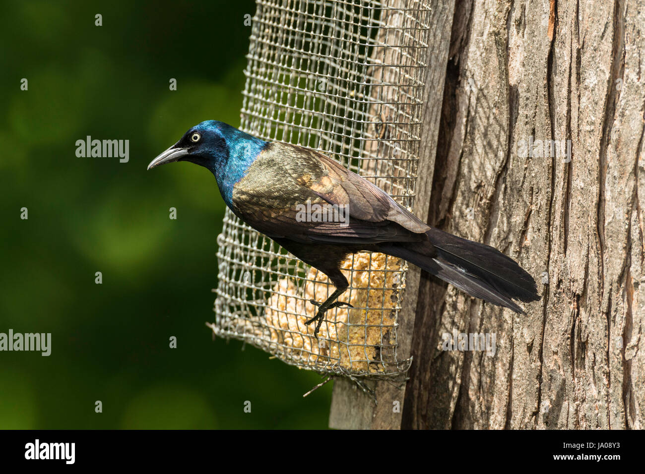 Gemeinsamen Grackle auf Talg Feeder. Stockfoto
