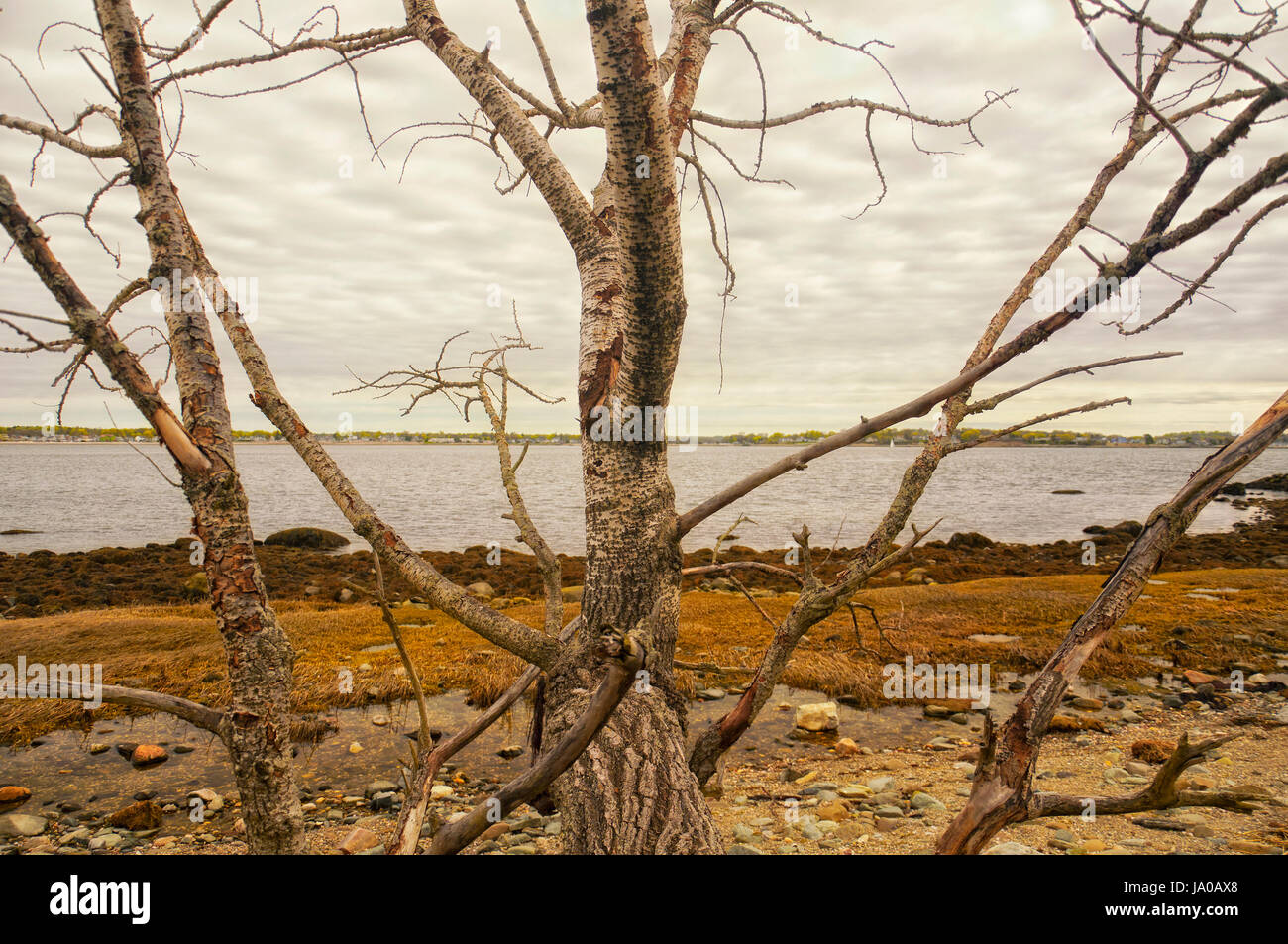 Ebbe im Charles Island im Silver Sands State Park in Milford Connecticut an einem bewölkten Tag. Stockfoto