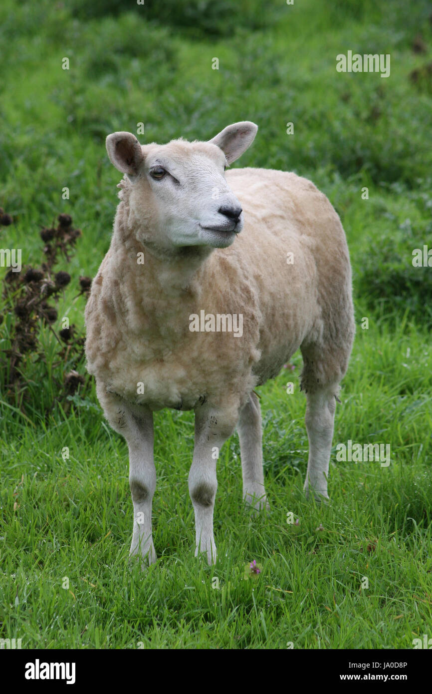 Schafe auf der Weide Stockfoto