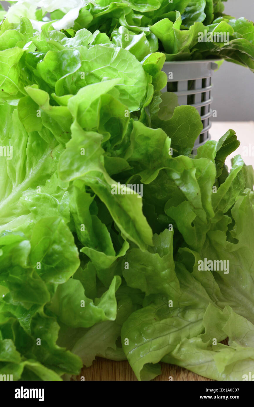 Salatblätter, überfüllt von weißen coliander Stockfoto