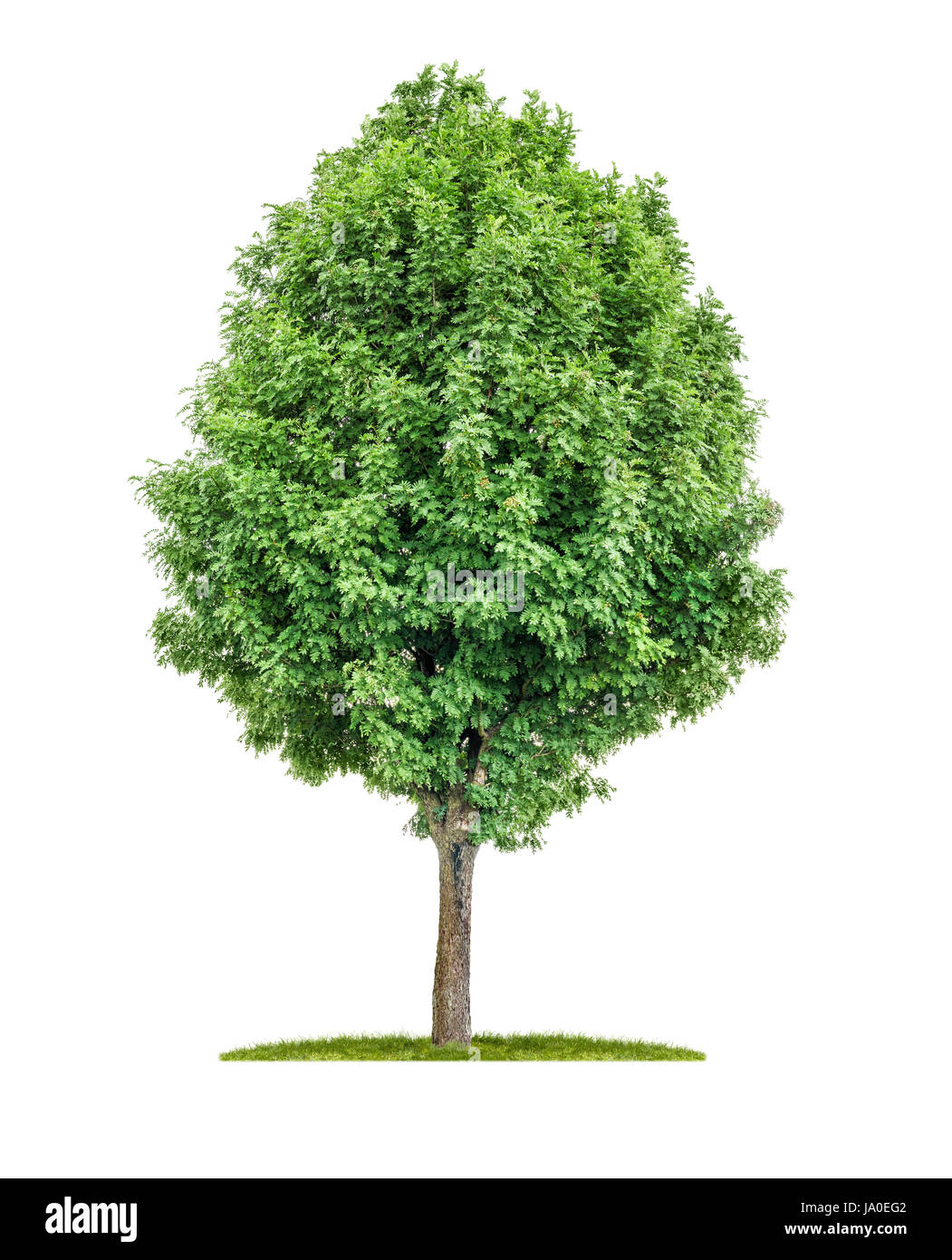 Rinde der alten eberesche sorbus aucuparia eberesche -Fotos und ...