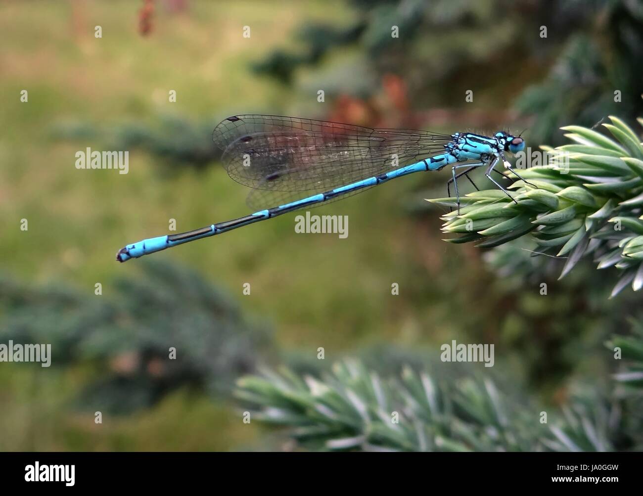 Azure damselfly Stockfoto