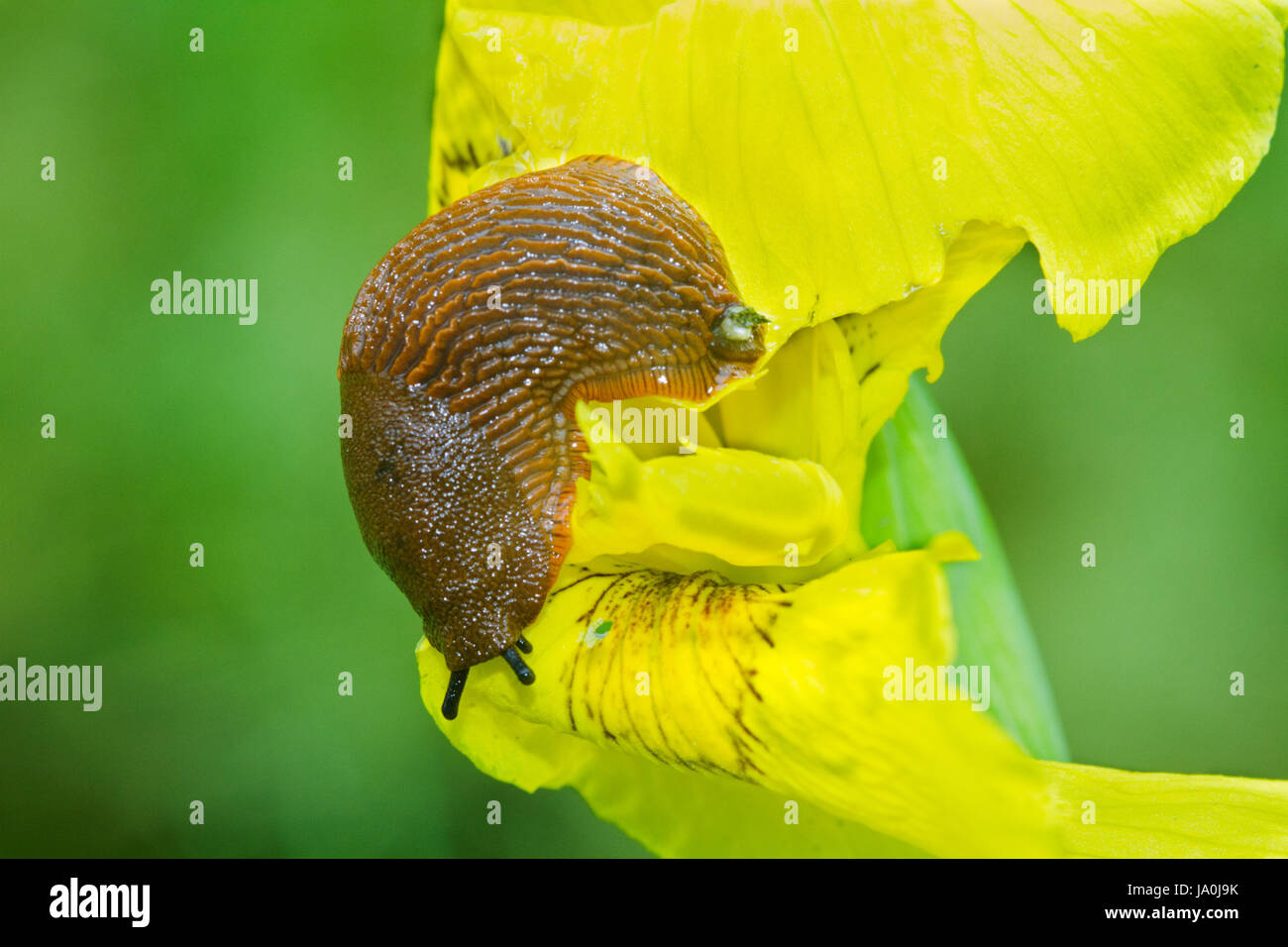 Schnecke, die Blume der gelben Flagge Iris Essen Stockfoto