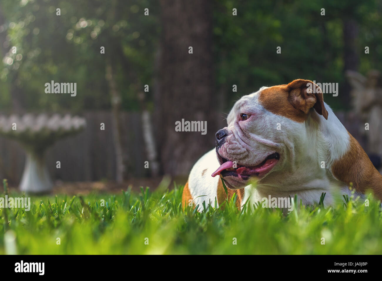 Englische Bulldogge Verlegung im Gras. Stockfoto