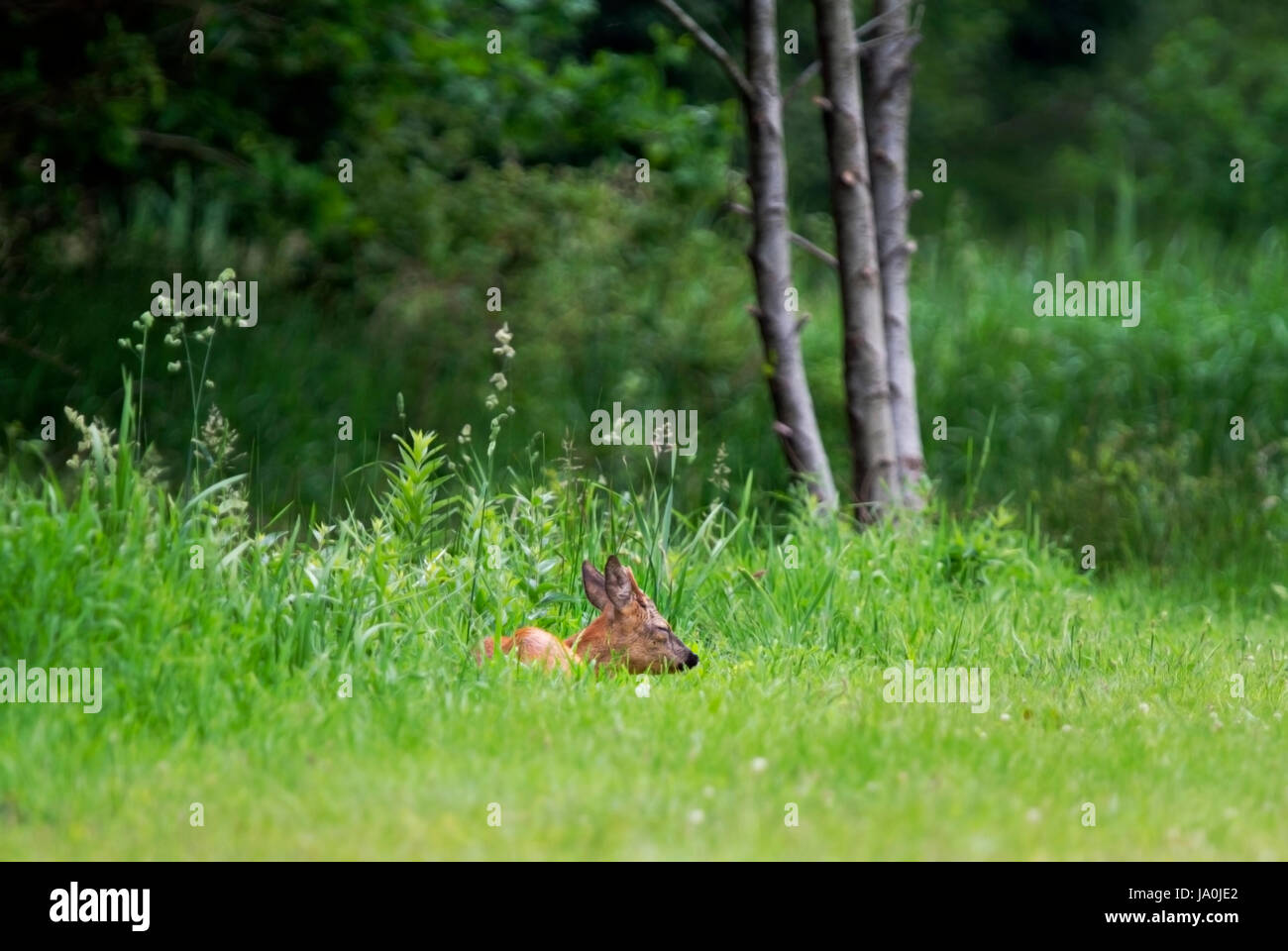 Junge Rehe Bock Schlafen Im Rasen Stockfoto Bild 143844010 Alamy