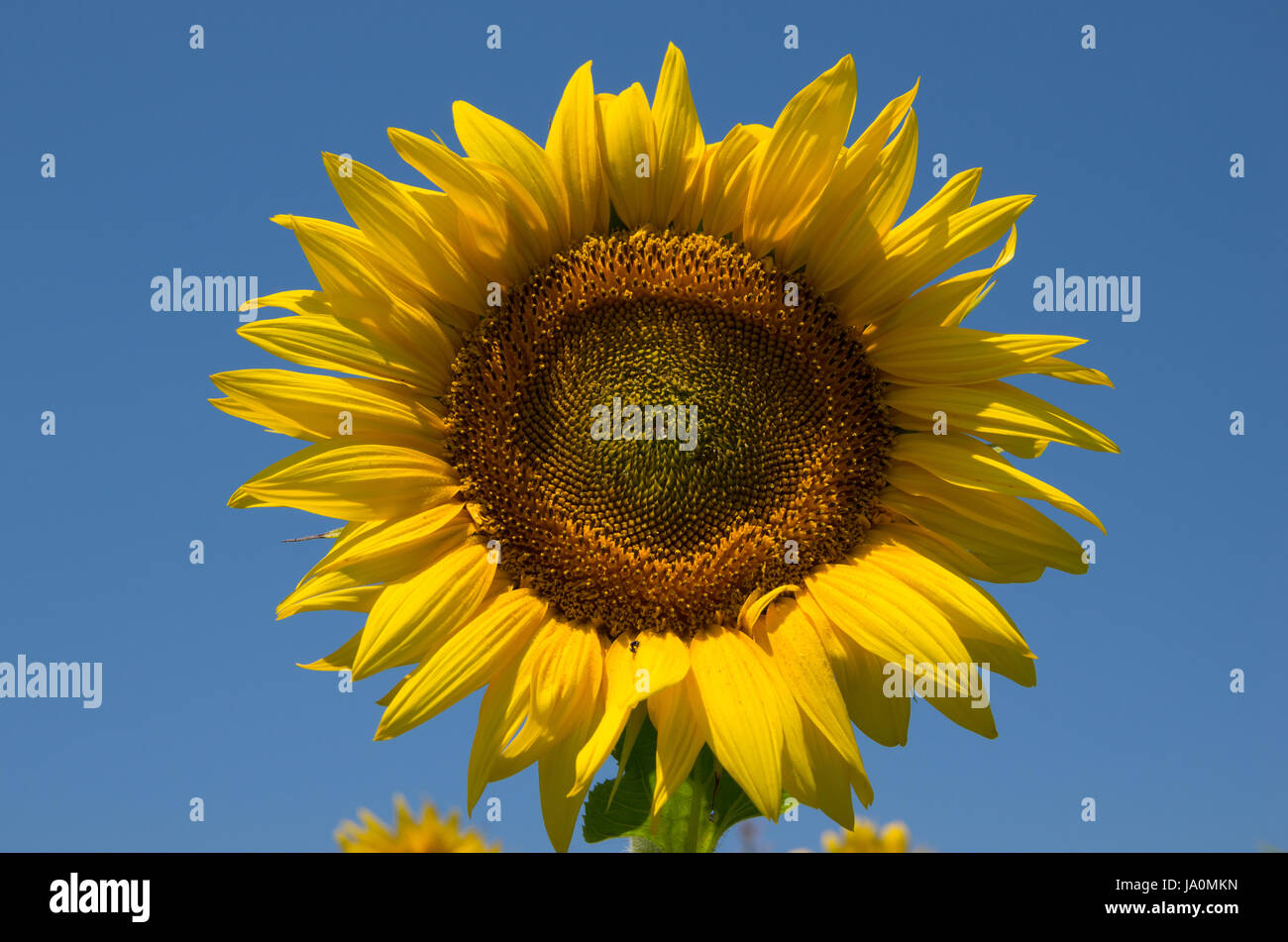 Helianthus. Sonnenblume gegen den Himmel Stockfoto