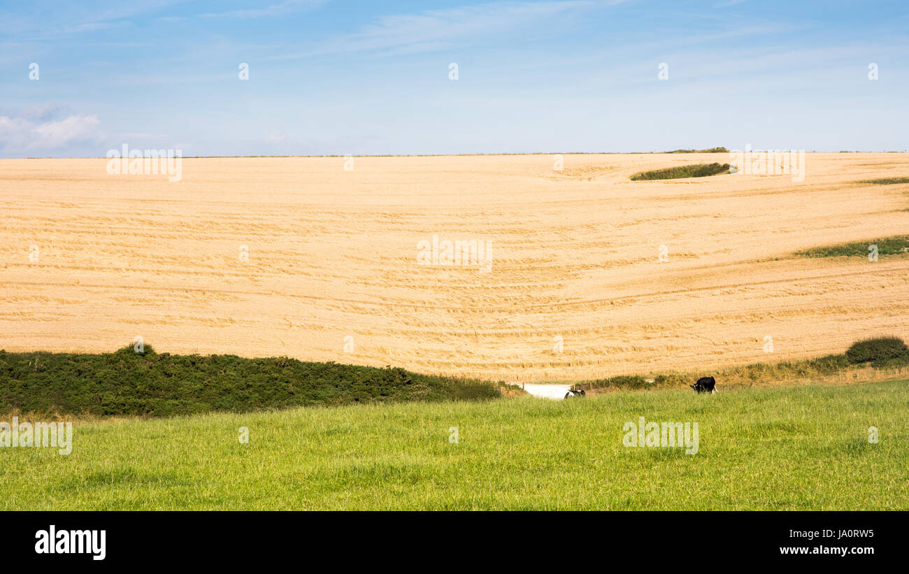 Felder der Getreidepflanzen dominieren die hügelige Landschaft der Purbeck Hills in Dorset, Südengland. Stockfoto