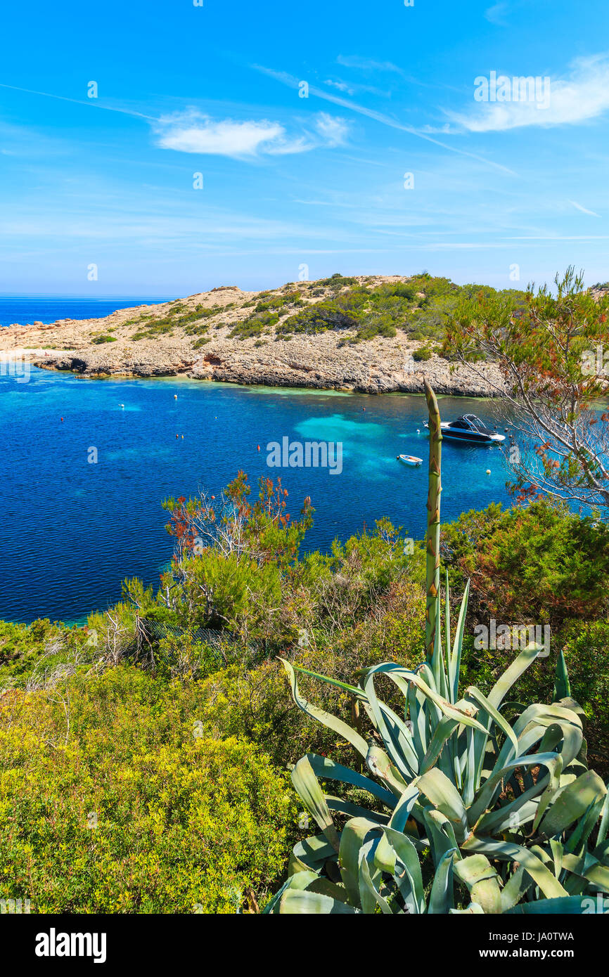 Agave-Pflanze wchst auf Kste und Blick auf Boote am Meer in Cala  Portinatx Bucht, Insel Ibiza, Spanien Stockfotografie - Alamy