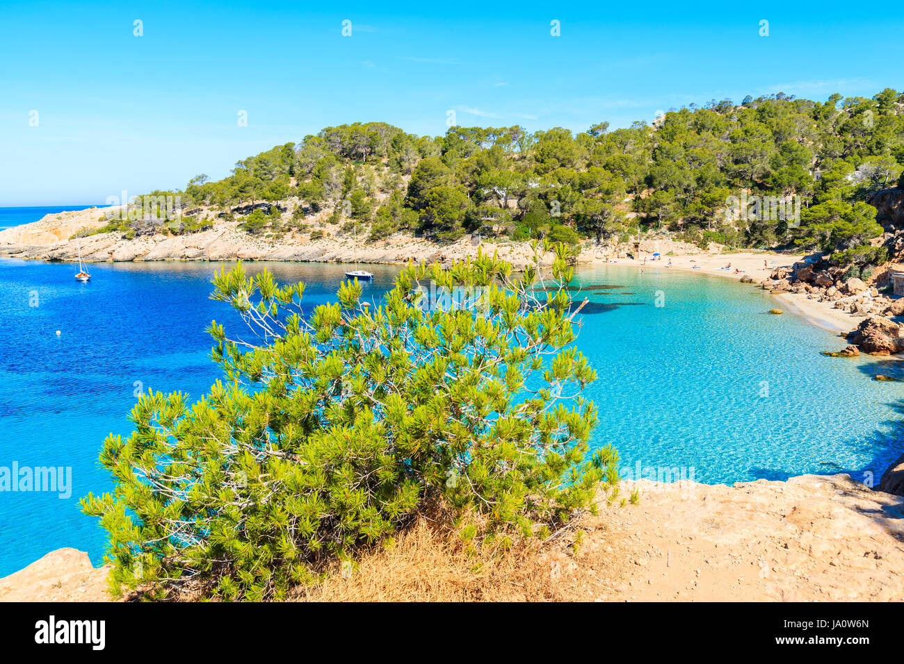 Grüne Tanne auf Klippe oben mit Blick auf schönen Strand in Cala Salada Bucht berühmt für seine Azure kristallklares Meerwasser, Insel Ibiza, Spanien Stockfoto