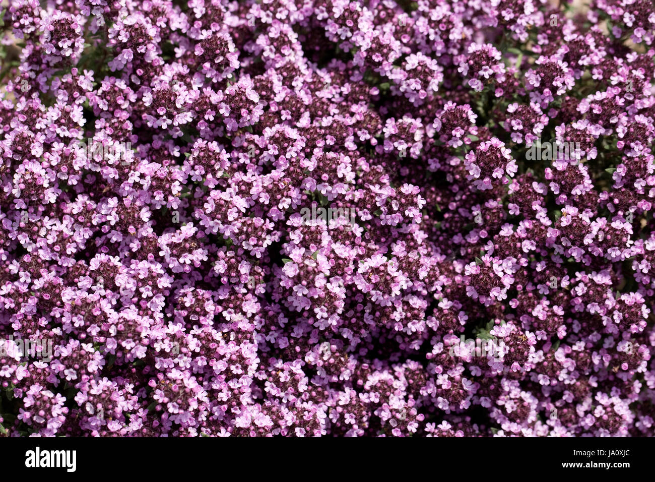 Thymus "Peter Davis' Blüte im Frühjahr. Stockfoto