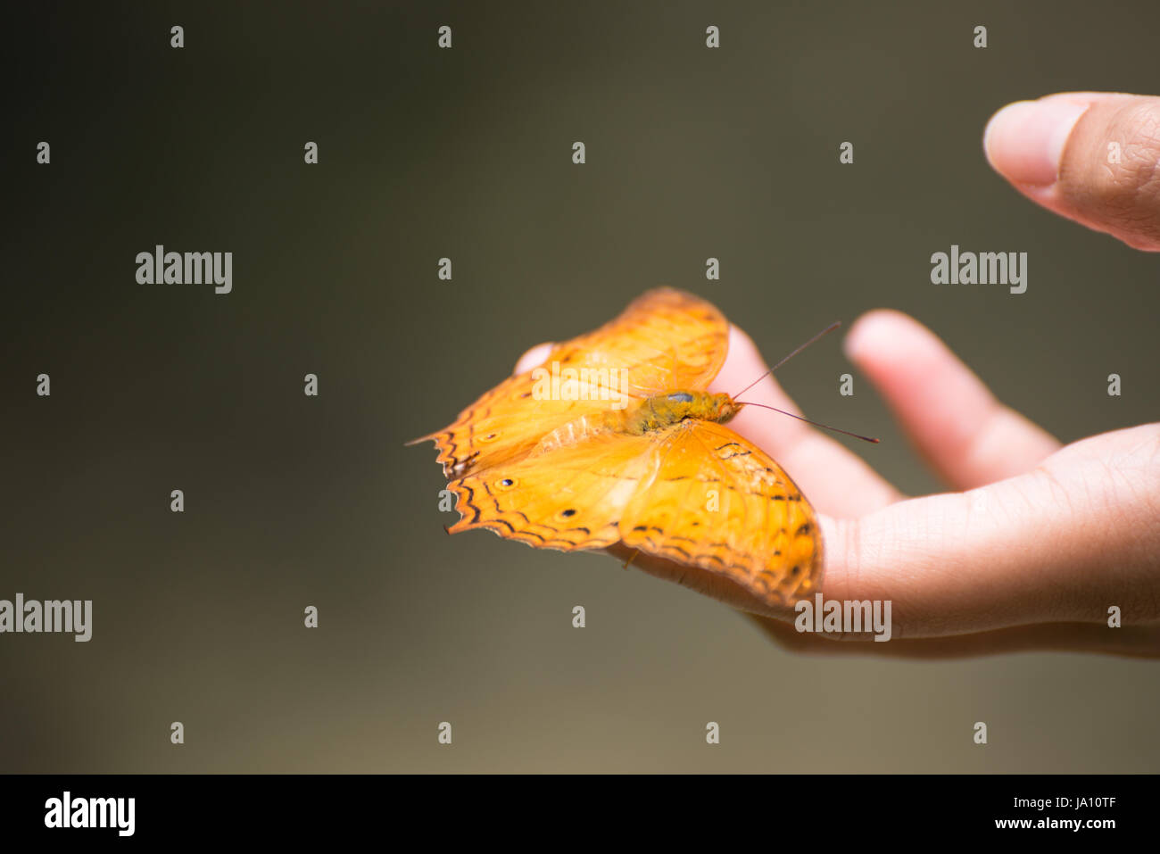 Finger, Schmetterling, Kreuzer, Orange, gelb, in der Nähe, schöne, beauteously, Stockfoto