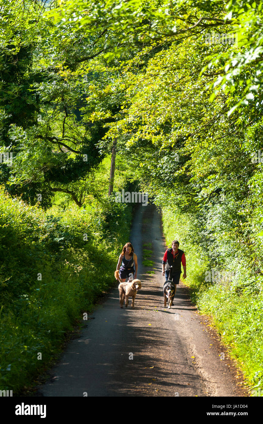 Furnished, Somerset, England, UK Wetter. 4. Juni 2017. Frühmorgens Hundebesitzer gehen durch einen Tunnel grün als Sonnenlicht platzt durch Bäume und Laub. Bildnachweis: Richard Wayman/Alamy Live-Nachrichten Stockfoto