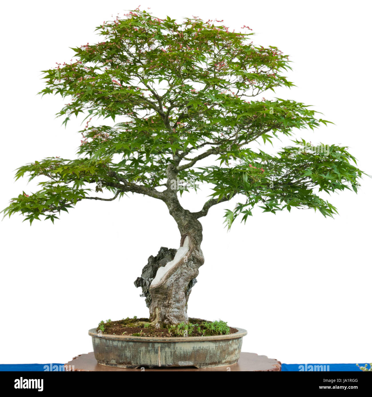 Baum, Japanisch, Kunst, isoliert, optional, Stein, Laubbaum, asiatischen, Moos, Stockfoto